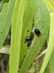 Plagiodera arizonae