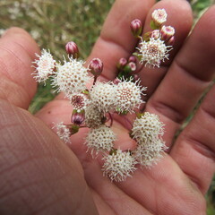 Ageratina gracilis