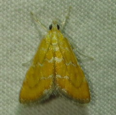 Xanthophysa psychicalis