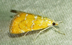 Xanthophysa psychicalis