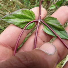 Ageratina gracilis