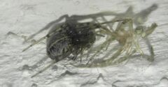Steatoda castanea