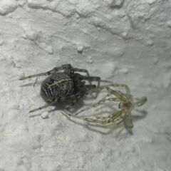Steatoda castanea