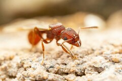Tetramorium hispidum