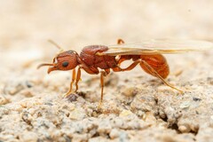 Tetramorium hispidum