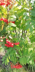 Sorbus aucuparia