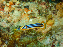 Chromodoris quadricolor