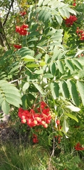 Sorbus aucuparia