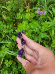 Aconitum delphiniifolium