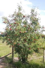 Sorbus aucuparia
