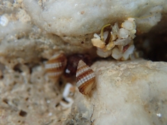 Alvania cimex