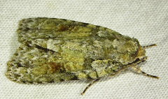 Acronicta ovata