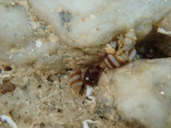 Alvania cimex