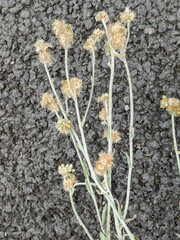 Helichrysum luteoalbum