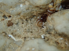 Alvania cimex