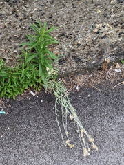 Helichrysum luteoalbum