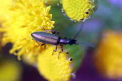Chrysanthia geniculata