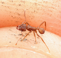 Trachymyrmex saussurei