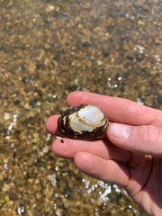 Fusconaia ozarkensis