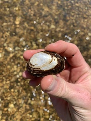 Fusconaia ozarkensis