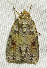 Acronicta ovata