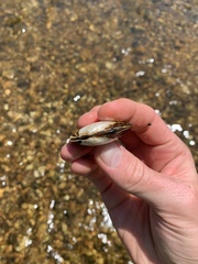 Fusconaia ozarkensis