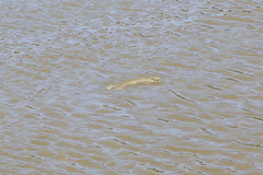 Lepisosteus platostomus