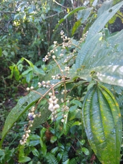 Miconia albicans