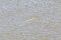 Lepisosteus platostomus