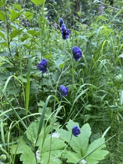 Aconitum delphiniifolium