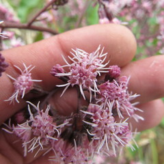 Ageratina ampla