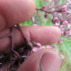 Ageratina ampla