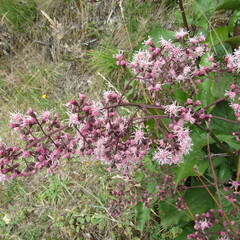 Ageratina ampla