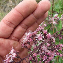 Ageratina ampla