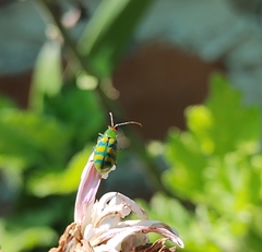 Diabrotica balteata