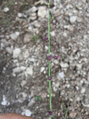 Pennellia longifolia