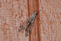 Dendroleon speciosus