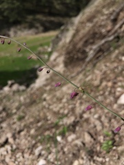 Pennellia longifolia