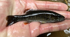 Micropterus chattahoochae