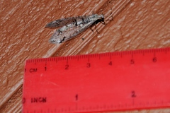 Dendroleon speciosus