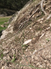 Pennellia longifolia