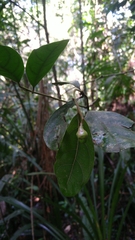 Glochidion rubrum