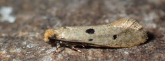 Tinea trinotella