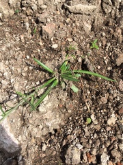 Pennellia longifolia