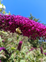 Anthophila