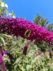 Anthophila