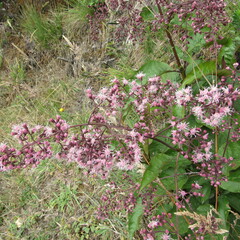 Ageratina ampla
