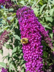 Anthophila