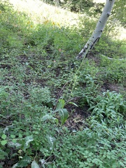 Chlorocrambe hastata