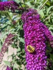 Anthophila